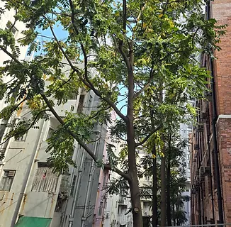 Ailanthus fordii