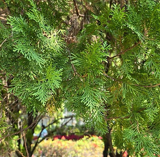 Platycladus orientalis