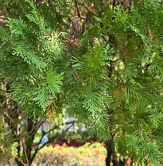 Platycladus orientalis