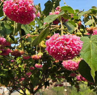 Dombeya wallichii