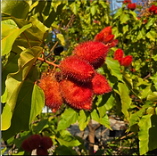 Hong Kong Digital Arboretum