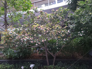 Rhaphiolepis indica at Taikoo Square
