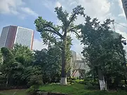 Hong Kong Digital Arboretum