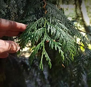 Hong Kong Digital Arboretum