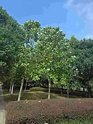 Hong Kong Digital Arboretum