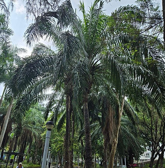 Elaeis guineensis