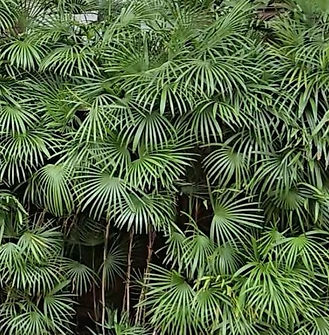 Rhapis humilis