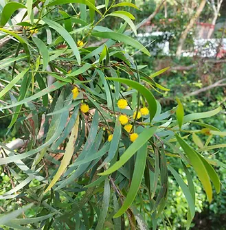 Acacia confusa