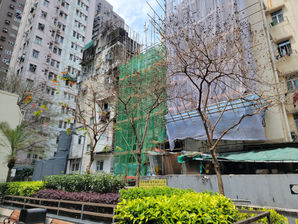 Lagerstroemia speciosa at Sai Ying Pun Western Street