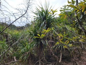 Pandanus tectorius at Lai Chi Wo
