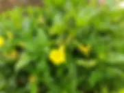 Hong Kong Digital Arboretum