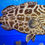 Thumbnail: Black Grouper