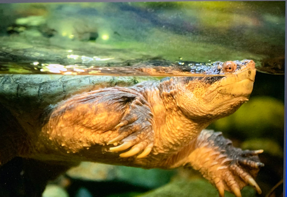 Sea Turtle