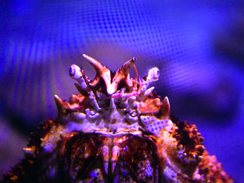 Sea Creatures