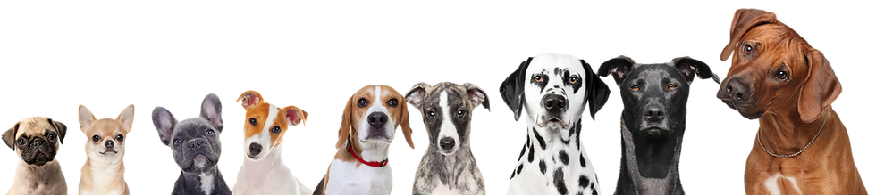 TOELETTATURA GROOMING DOGS LUGANO CANI CON PELO CORTO DOG SHOP PARADISE.png