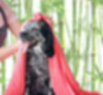 Toelettatura per cani Ticino