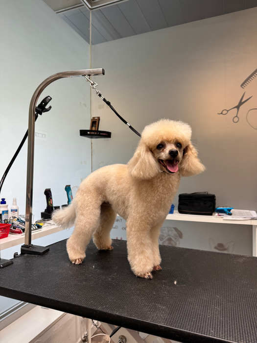 Taglio professionale per Barboncini a Lugano. Dog Shop Paradise.