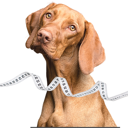 dog sizes for accessories Gris-Lu.png