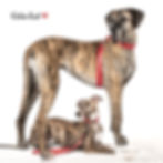 GRIS-LU® SWITZERLAND DOG SHOP PARADISE DOG ACCESSORIES rouge joy.jpg