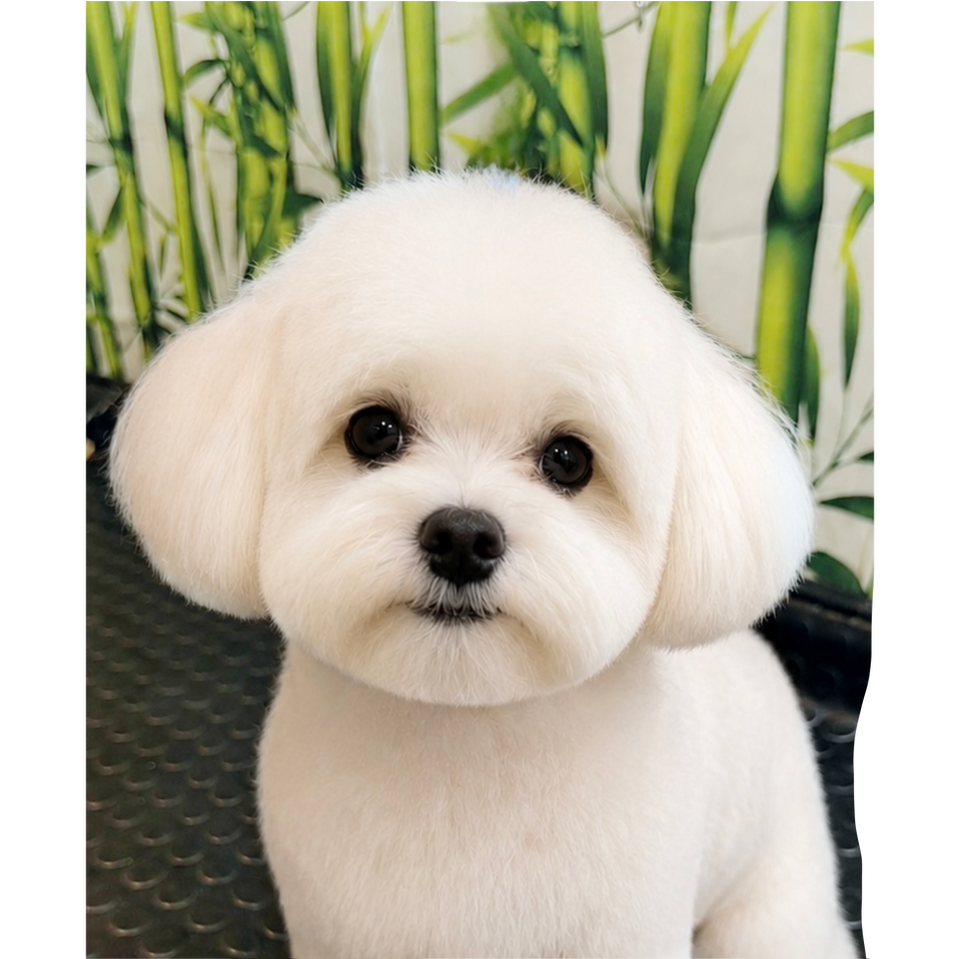 Maltipoo grooming Lugano Dog Shop Paradise