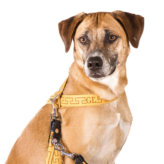 HUNDEGESCHIRR GELB GRIS-LU CHAMEAU.jpg