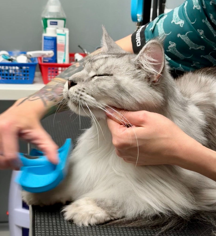 Toelettatura gatti Lugano. Grooming salon for cats Lugano. Dog Shop Paradise