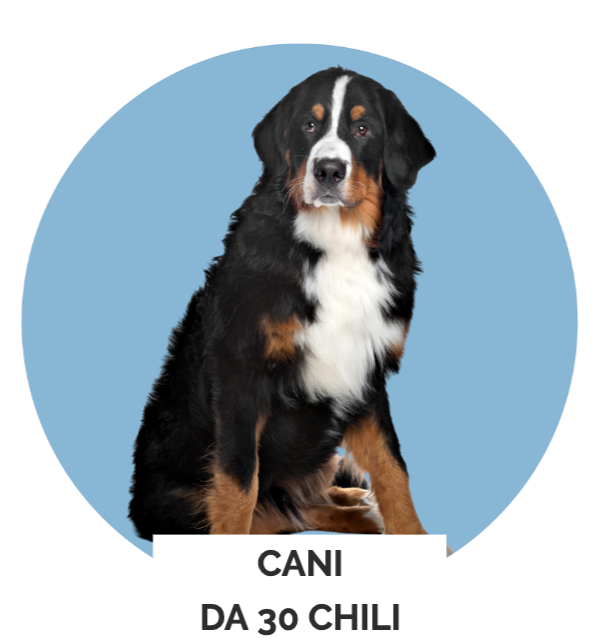 ‎TOELETTATURA DOG BEAUTY SPA LUGANO PELO_edited.png