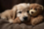 DOG PARADISE GIOCATTOLI.jpg