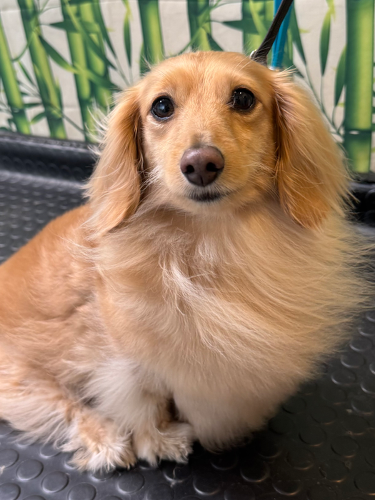 Toelettatura Bassotto Dog Shop Paradise Lugano