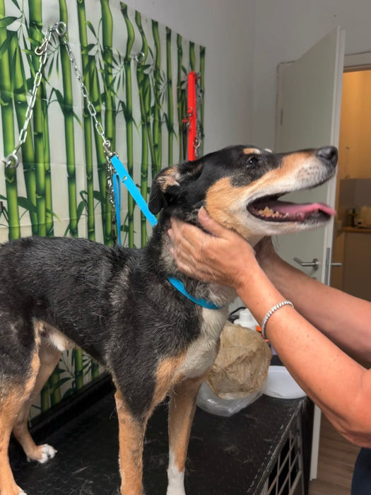 Il vostro toelettatore specializzato in cani timorosi e anziani a Lugano. Con grande attenzione, empatia e calma, aiutiamo il vostro cane a instaurare un rapporto di fiducia.