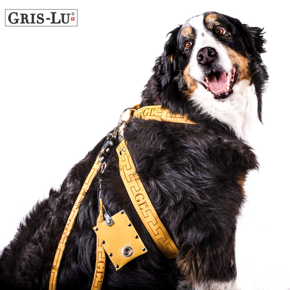 Bellissima pettorina per cani di colore giallo con guinzaglio abbinato. Da Gris-Lu, Svizzera.