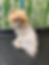 Pomerania Fellprobleme.HEIC