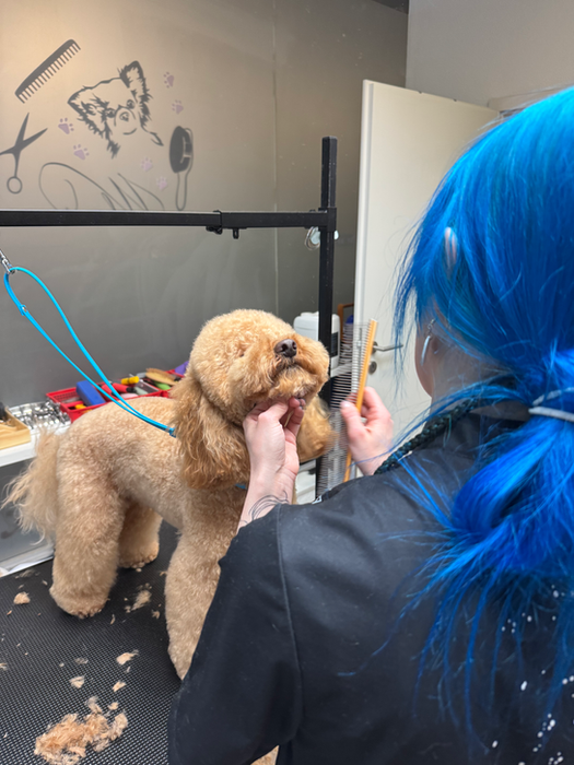 Taglio professionale per Barboncini a Lugano. Dog Shop Paradise.
