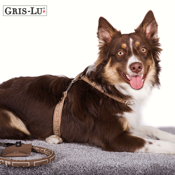 Pettorina per cani abbinata al colore del pelo di Gris-Lu.