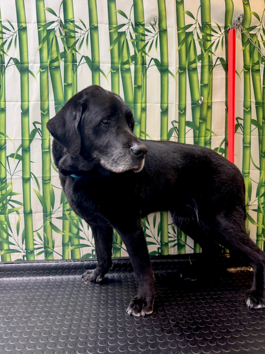 Toelettatura Labrador old Dog Shop Paradise Lugano