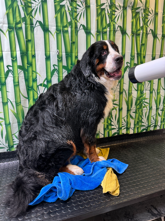 Toelettatura Lugano Dog Shop Paradise Groomer