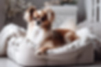 accessori per cani ticino.jpg