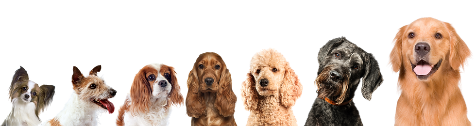 HUNDE TOELETTATURA-4_edited.png
