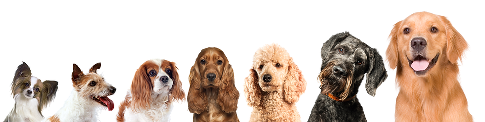 HUNDE TOELETTATURA-LUGANO DOG GROOMING2.png