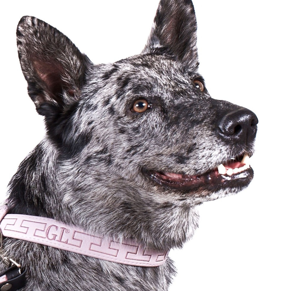 Miniatura: COLLARE PER CANI E GUINZAGLIO ROSA - GRIS-LU ROSE