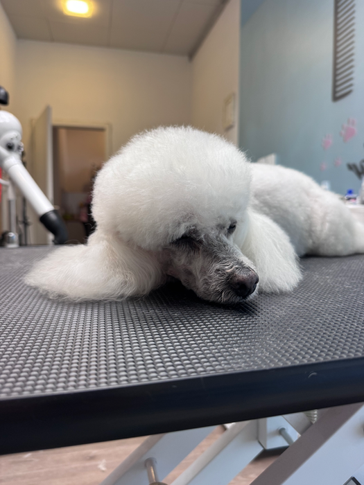 Barboncini Toelettatura Professional Grooming Salon Lugano Dog Shop Paradise