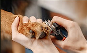 PULIZIA DENTI CANI LUGANO TOELETTATURA GATTI DOG SHOP PARADISE.jpg