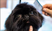 PULIZIA DENTI CANI LUGANO TOELETTATURA GATTI DOG SHOP PARADISE.jpg