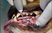 PULIZIA DENTI CANI LUGANO TOELETTATURA GATTI DOG SHOP PARADISE.jpg