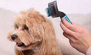 PULIZIA DENTI CANI LUGANO TOELETTATURA GATTI DOG SHOP PARADISE.jpg