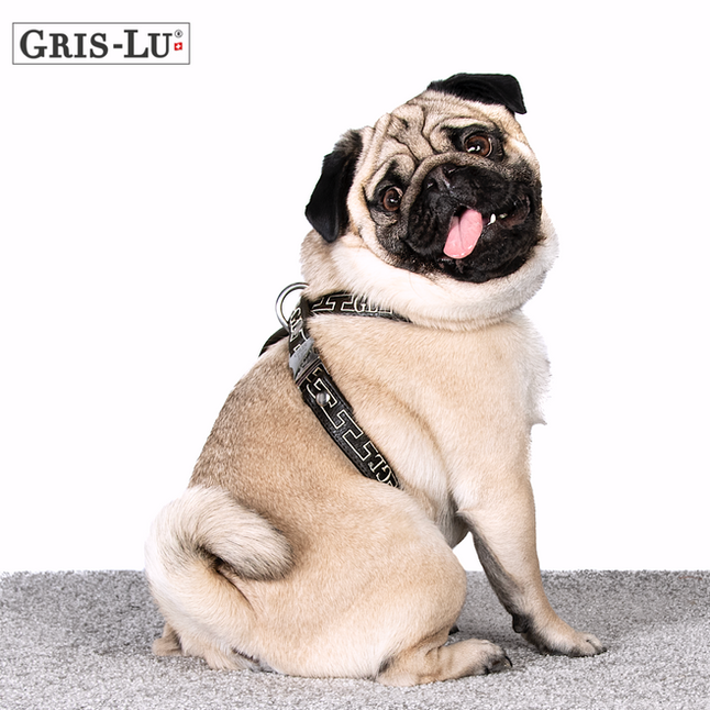 Designer Hundegeschirr schwarz von Gris-Lu Schweiz.