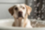 TOELETTATURA LUGANO DOG BEAUTY SPA.jpg