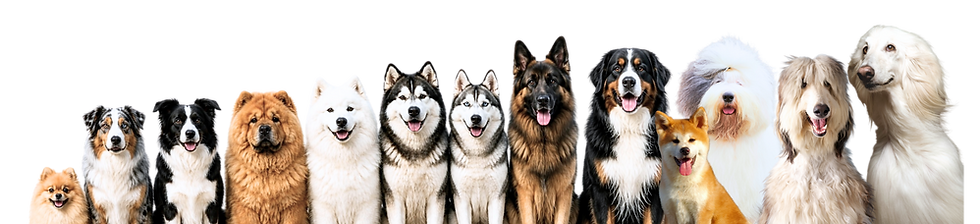 HUNDE TOELETTATURA-DOG ROOMING LUGANO.png