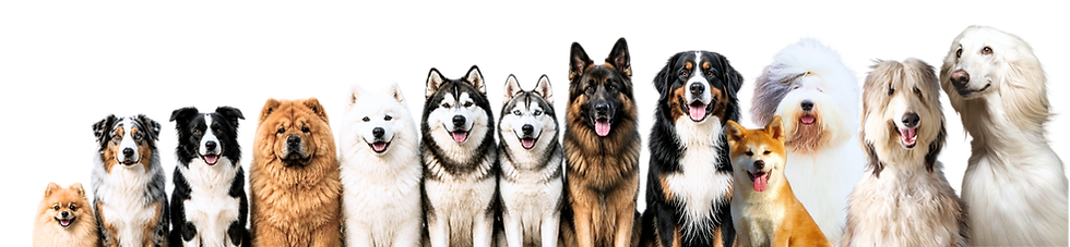 HUNDE TOELETTATURA-DOG ROOMING LUGANO.png