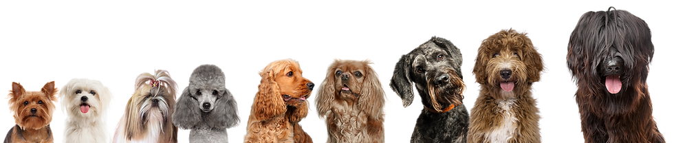 TOELETTATURA LUGANO CANI TAGLIO.png